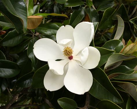 magnolia flowers delivery.